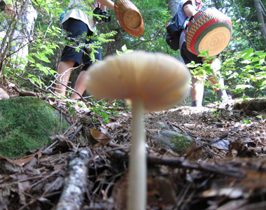 Mycologist Jay Justice sharing knowledge about Fungi at a CMS foray